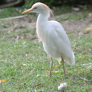Cattle egret