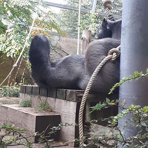 Western lowland gorilla