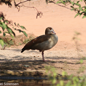 Egyptian goose