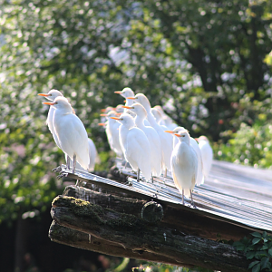 Cattle egrets