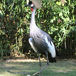 Grey crowned crane