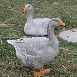 Steinbacher geese
