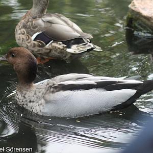 Australian wood duck