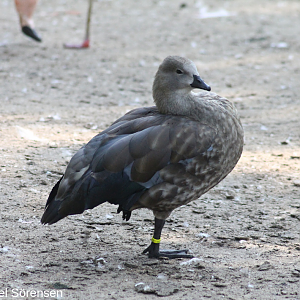 Blue-winged goose