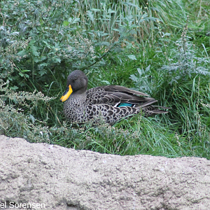 Yellow-billed duck