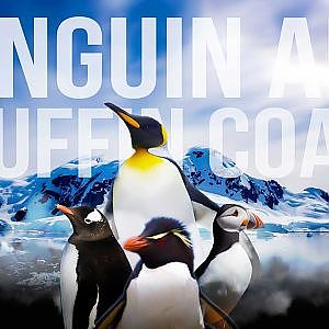 Zoo Tours: The Penguin & Puffin Coast