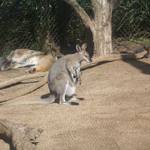 Agile, Red-necked and Swamp Wallaby