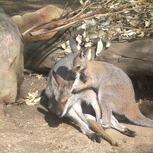 Red-necked Wallaby