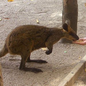 Swamp Wallaby