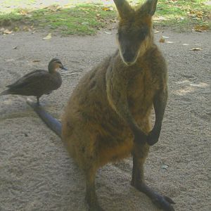 Swamp Wallaby