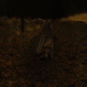 Seba's short-tailed bat (Carollia perspicillata), Sep 16th, 2018