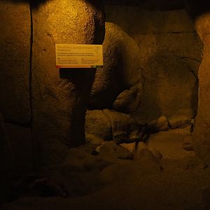 Merriam's kangooroo rat den (Sep 16th, 2018)