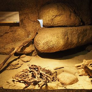 Terrarium Sinaloan milksnake (Sep 16th, 2018)