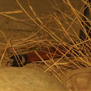 Sinaloan milksnake (Lampropeltis triangulum sinaloae), Sep 16th, 2018