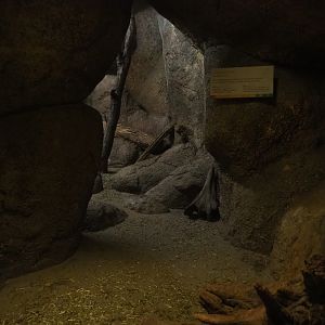 Hispid cotton rat den (Sep 16th, 2018)