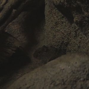 Hispid cotton rat (Sigmodon hispidus)