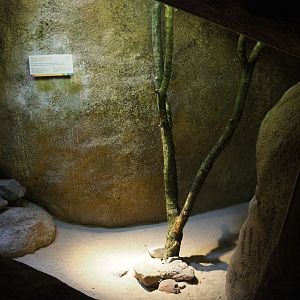 Part of the common rock squirrel exhibit (Sep 16th, 2018)