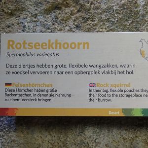 Sign common rock squirrel (Sep 16th, 2018)