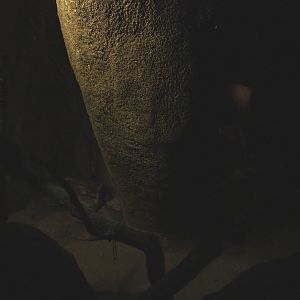 Part of the common rock squirrel exhibit (Sep 16th, 2018)