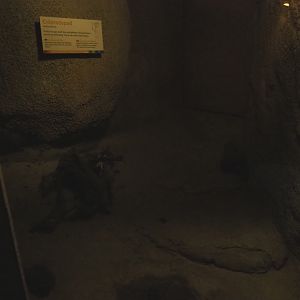 Terrarium Colorado River toad (Sep 16th, 2018)