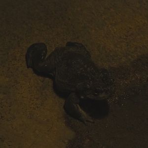 Colorado River toad (Incilius alvarius), Sep 16th, 2018