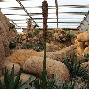 Rocks and foliage of the Desert (Sep 16th, 2018)