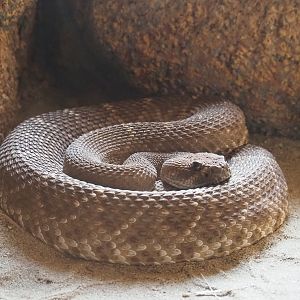 Western or red diamond rattlesnake (Crotalus ruber), Sep 16th, 2018