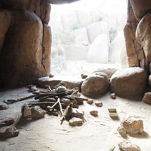 Terrarium red diamond rattlesnake (Sep 16th, 2018)