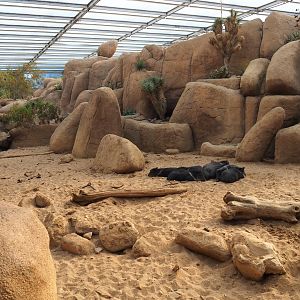 Collared peccary exhibit (Sep 16th, 2018)