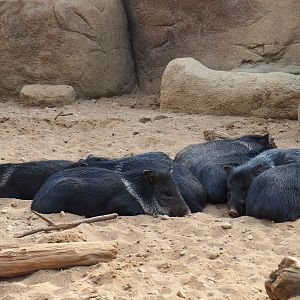 Resting drove of collared peccaries (Pecari tajacu), Sep 16th, 2018