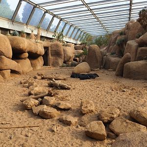 Collared peccary exhibit (Sep 16th, 2018)