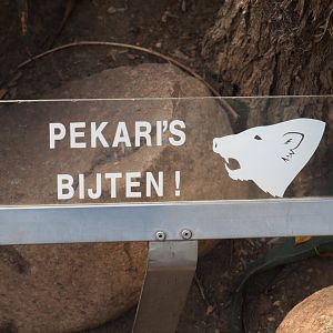 Peccaries bite sign (Sep 16th, 2018)