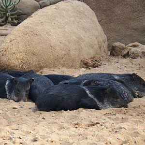 Drove of collared peccaries (Pecari tajacu), Sep 16th, 2018