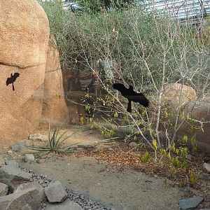 Former box turtle exhibit in the Desert (Sep 16th, 2018)