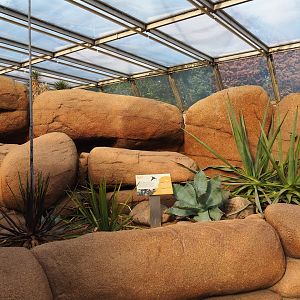 Rocks and different Agave species (Sep 16th, 2018)