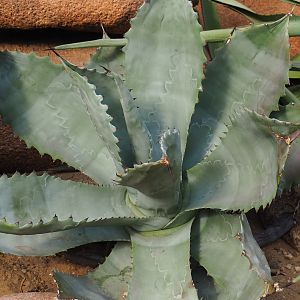 Agave species (Sep 16th, 2018)