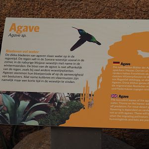 Sign about agaves (Sep 16th, 2018)