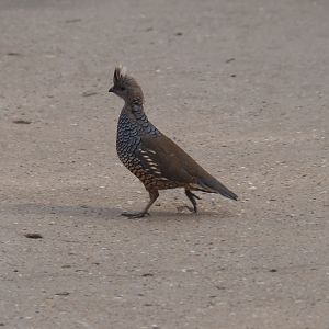 Scaled quail (Callipepla squamata), Sep 16th, 2018