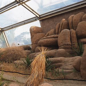 Greater roadrunner - Burrowing owl aviary (Sep 16th, 2018)
