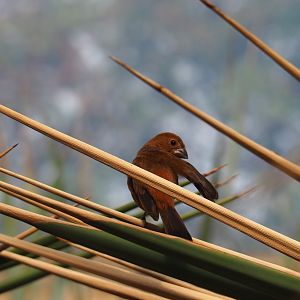 Female ultramarine grosbeak (Cyanoloxia brissonii), Sep 16th, 2018