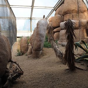 Greater roadrunner - Burrowing owl aviary (Sep 16th, 2018)