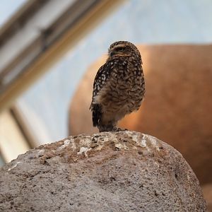 Burrowing owl (Athene cunicularia), Sep 16th, 2018