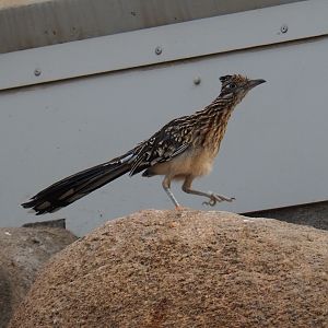 Greater roadrunner (Geococcyx californianus), Sep 16th, 2018