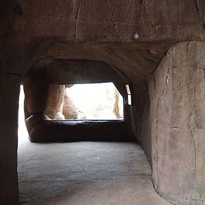 Greater roadrunner - Burrowing owl aviary viewing window (Sep 16th, 2018)
