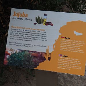 Sign jojoba (Sep 16th, 2018)
