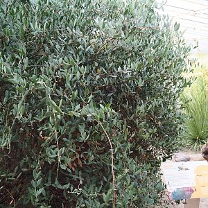 Jojoba shrub (Simmondsia chinensis), Sep 16th, 2018