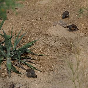 Scaled quails (Callipepla squamata), Sep 16th, 2018