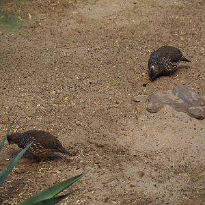 Scaled quails (Callipepla squamata), Sep 16th, 2018