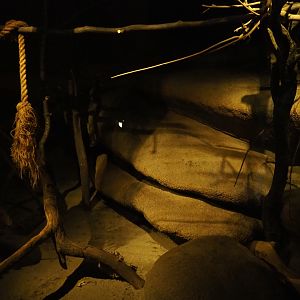 First ringtail exhibit (Sep 16th, 2018)