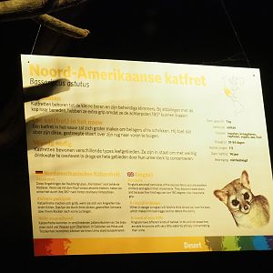 Sign ringtail (Bassariscus astutus), Sep 16th, 2018